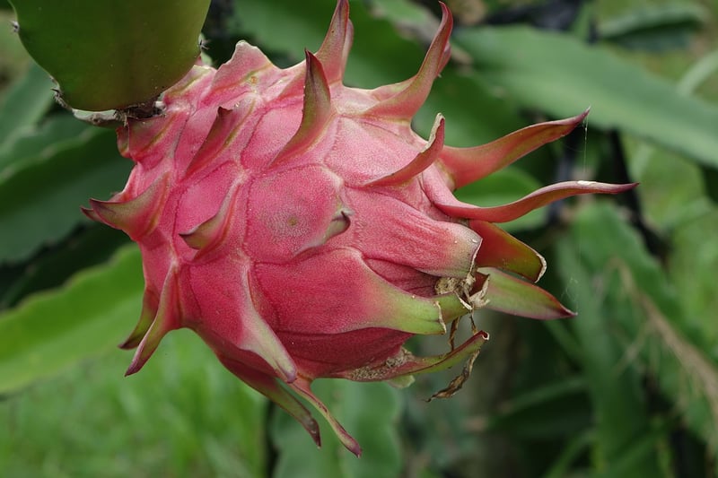 Dragon Fruit Platter