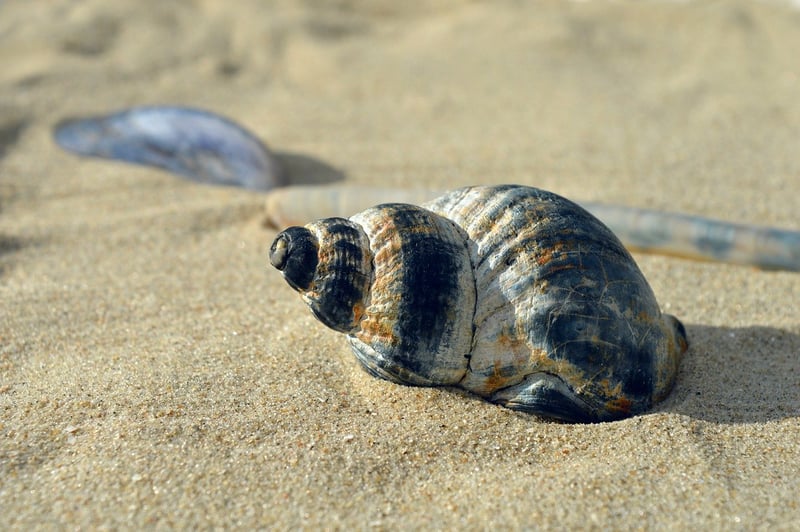 Mermaid Seashells